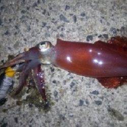 アジング＆ケンサキング